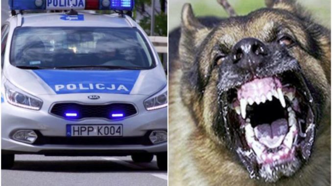 policja_nowa_sol_wolnosc24