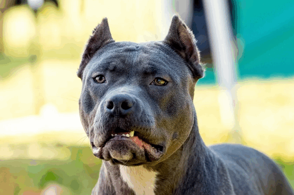 niezależny dziennik polityczny