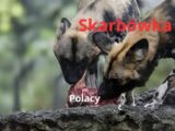 Hieny ze skarbówki nałożyły haracz na małżeństwo, bo ich zdaniem nie wyjaśnili, skąd mieli pieniądze. „Ciężar dowodu na podatniku”