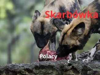 niezależny dziennik polityczny