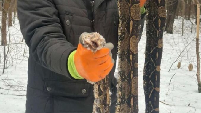 niezależny dziennik polityczny