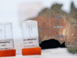 Inwazyjny Komar Tygrysi Rozprzestrzenia się na Australię