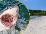 Śmiertelny atak rekina na popularnej rafie w Queensland