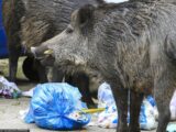 Dlaczego dziki w miastach budzą coraz większy niepokój Polaków?