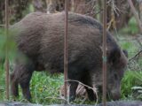 Dziki zablokowały świetlicę na Mokotowie: nietypowa akcja służb