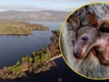 Wyspa Inchconnachan na sprzedaż – raj na Loch Lomond dostępny dla nabywców