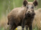 Dziki w Krakowie: Coraz więcej obaw mieszkańców