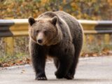 Rumunia i Słowacja apelują o zmiany w ochronie niedźwiedzi brunatnych