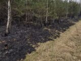 RCB Ostrzega: Wysokie Ryzyko Pożarów Lasów w Polsce