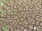 Rolnictwo przemysłowe: globalne wyzwania i przyszłość żywności