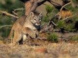Puma w lasach koło Polanowa: Władze apelują o ostrożność