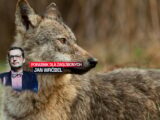 Kampania Ministerstwa Klimatu w obronie wilków wywołuje kontrowersje