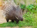 Jeżozwierze na wolności w Mazowszu – zagrożenie czy ciekawostka?