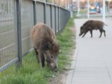 Inwazja dzików w miastach: gdzie leży prawdziwy problem?