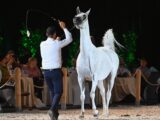 Kontrowersje wokół aukcji embrionu na Pride of Poland w Janowie Podlaskim