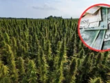 Nowe Perspektywy dla Rolników: Rozwój Rynku Konopi Włóknistych