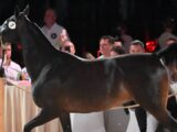 Zakończona aukcja Pride of Poland: Sprzedano wszystkie konie za milion euro