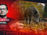 Czy grzyby będą uciekać z lasów do miast?
